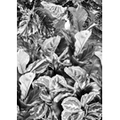 BEHANG EXPRESSE LIGHT & DARK INK7345-BEH