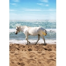 BEHANG EXPRESSE KATE & ANTY INK7424-BEH